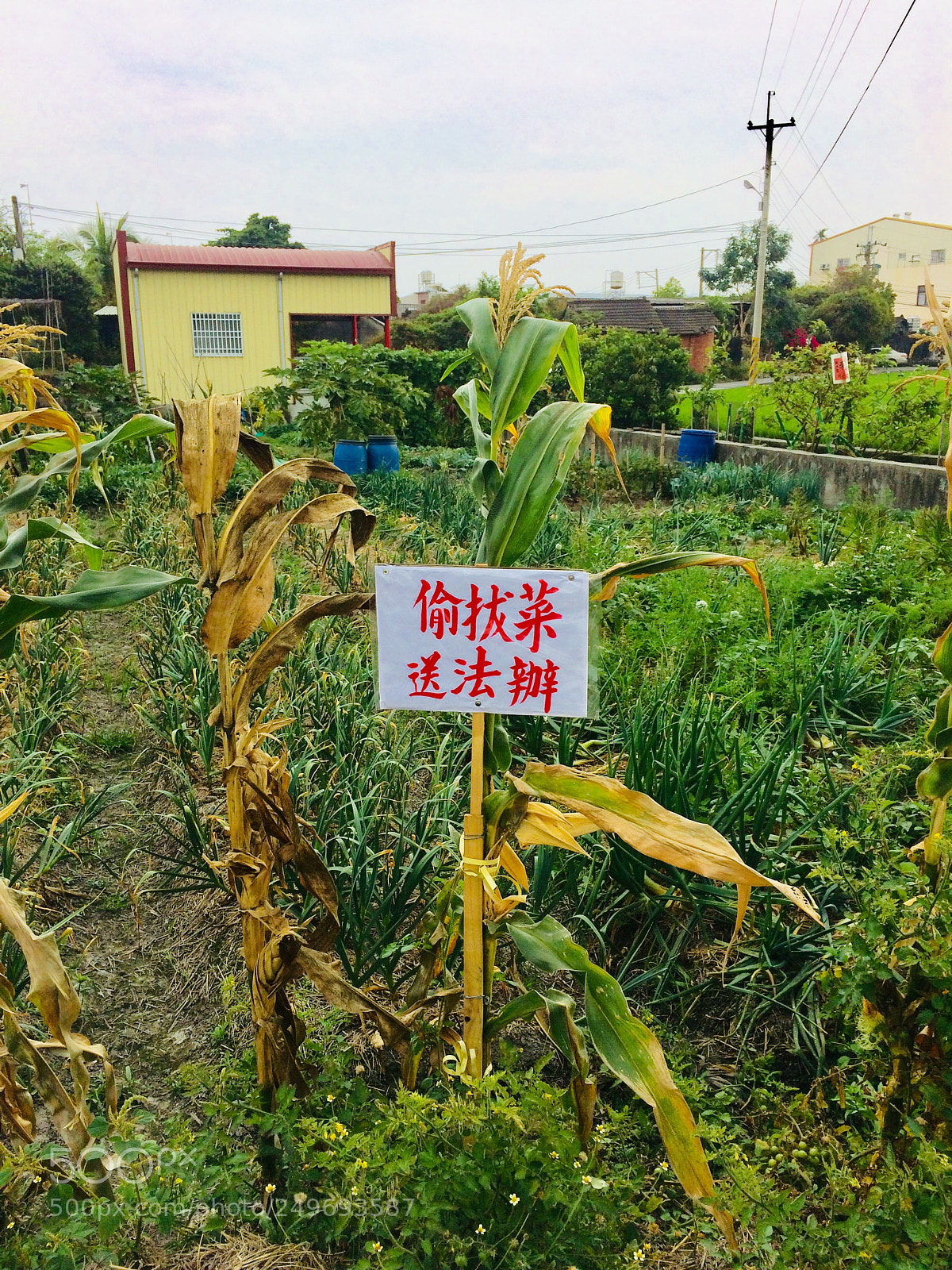 Apple iPhone 5s sample photo. The vegetables thieves  photography