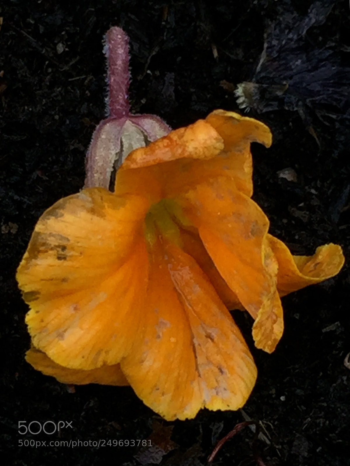 Apple iPhone 6 Plus sample photo. Fallen flower 2 black photography