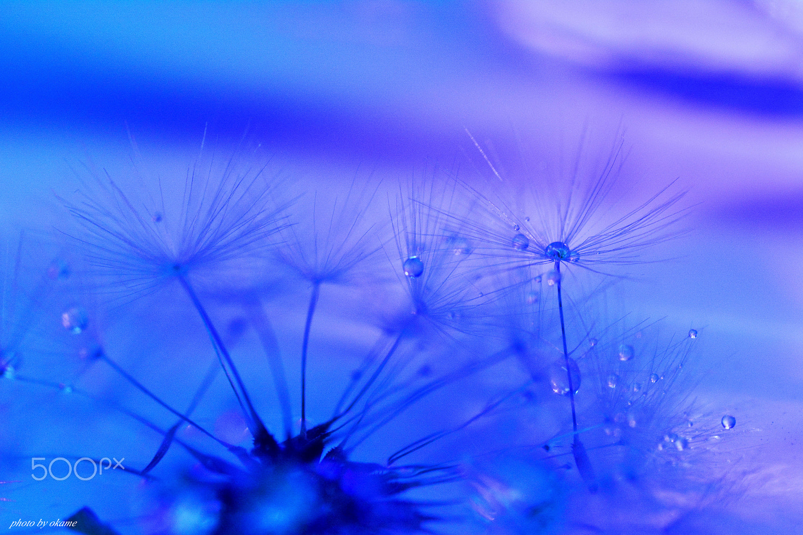 Nikon D5200 sample photo. (drop of water) photography