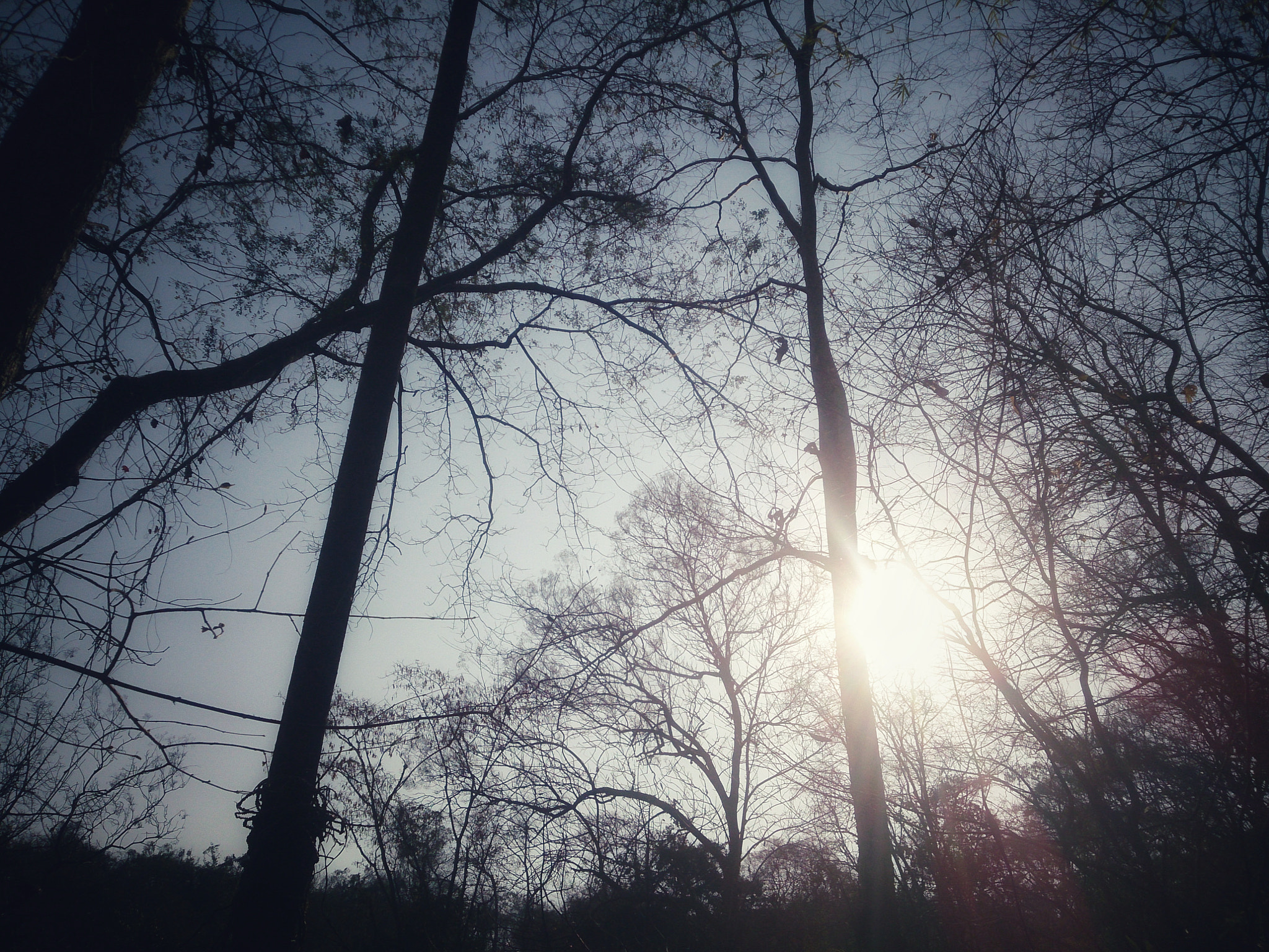 Sony Xperia Z sample photo. Old tree photography