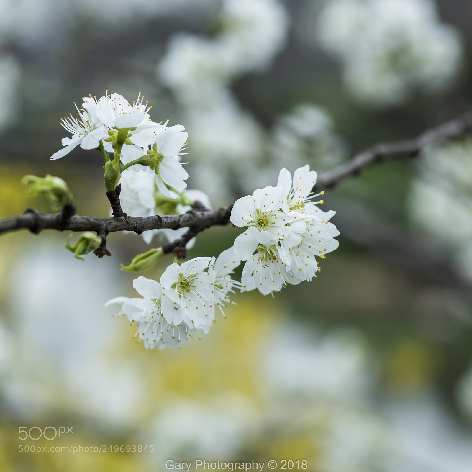 Nikon D810 sample photo. 春之彩 photography