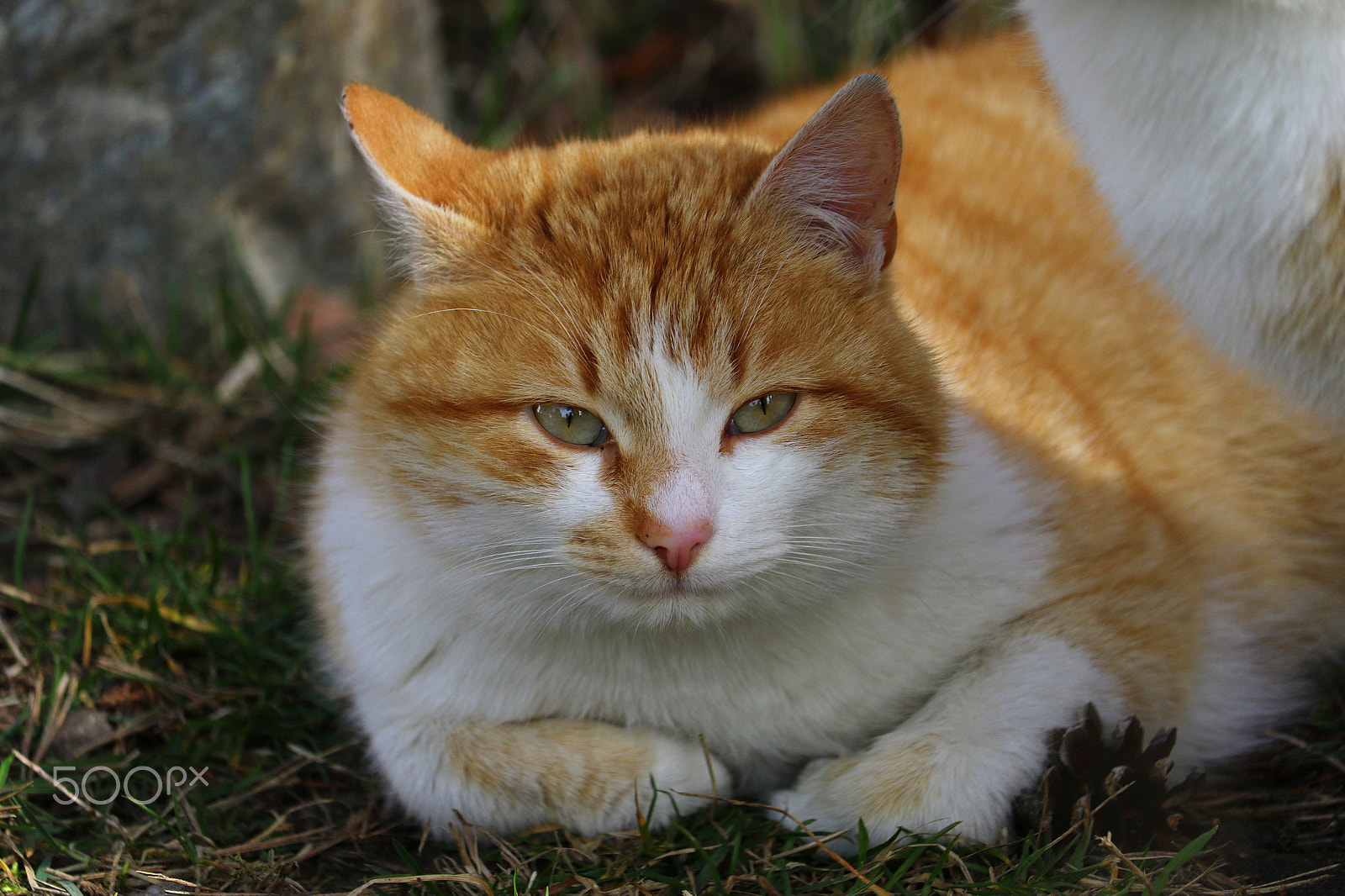 Canon EOS 7D Mark II + Canon EF-S 55-250mm F4-5.6 IS STM sample photo. Cat photography