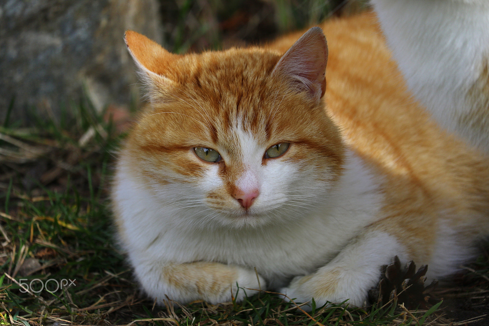 Canon EF-S 55-250mm F4-5.6 IS STM sample photo. Cat photography