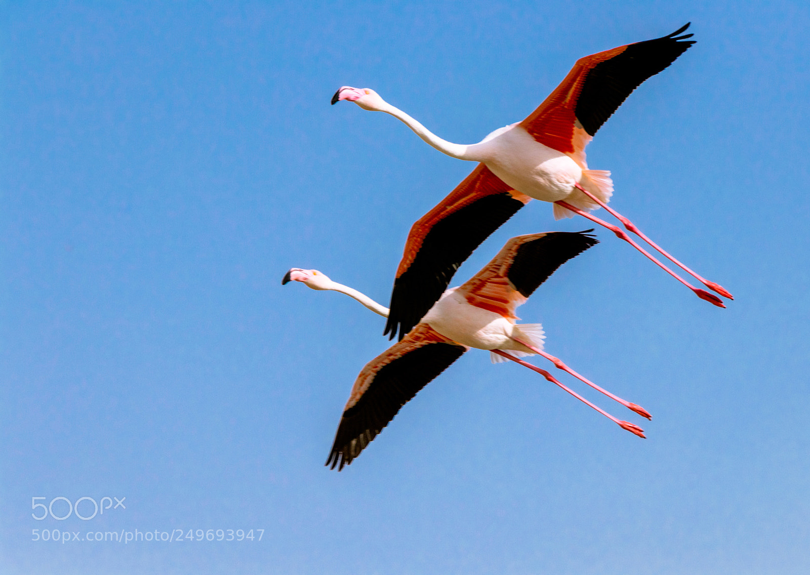 Canon EOS 80D sample photo. Fancy flight photography