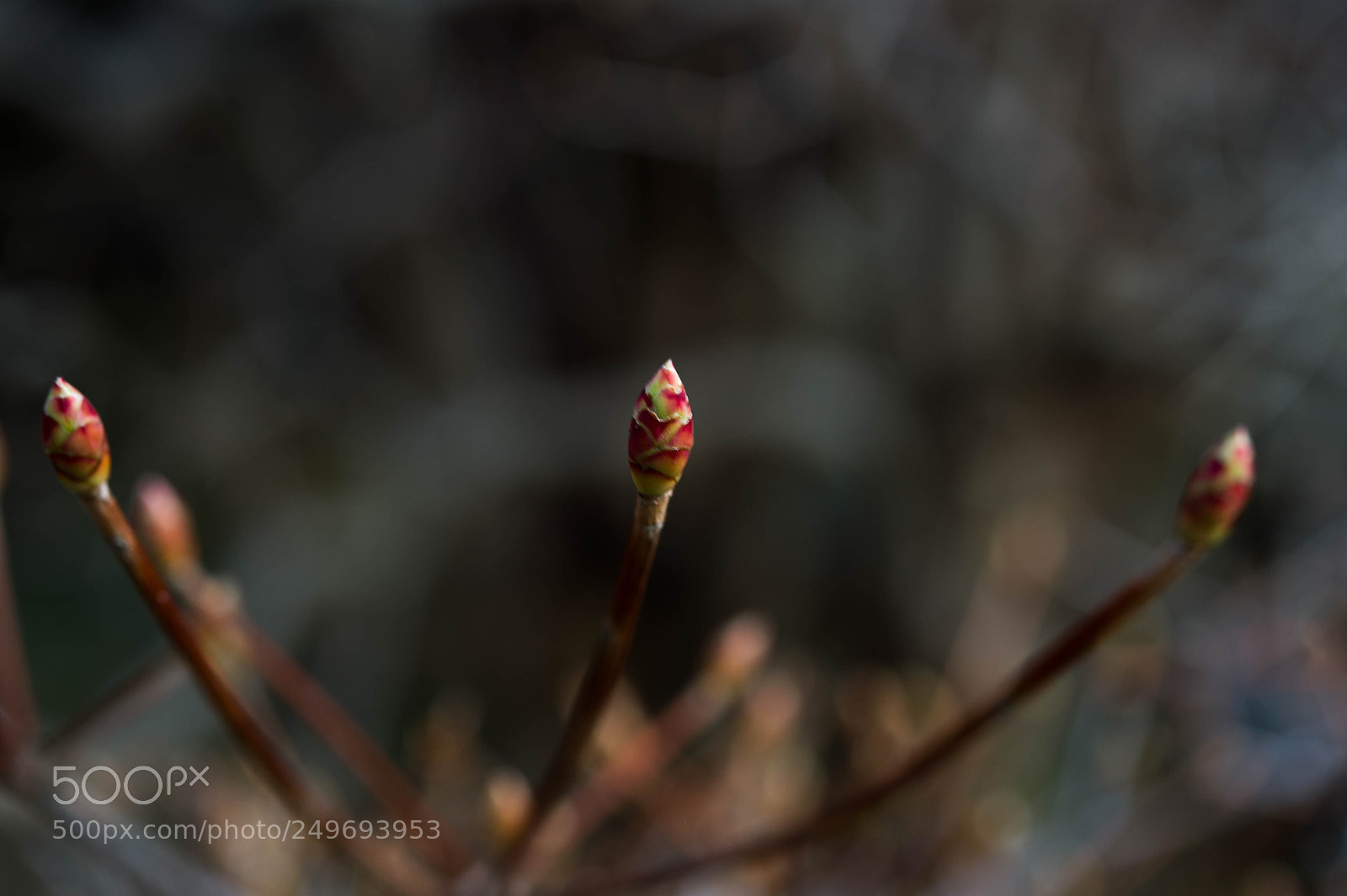 Nikon Df sample photo. Small spring photography