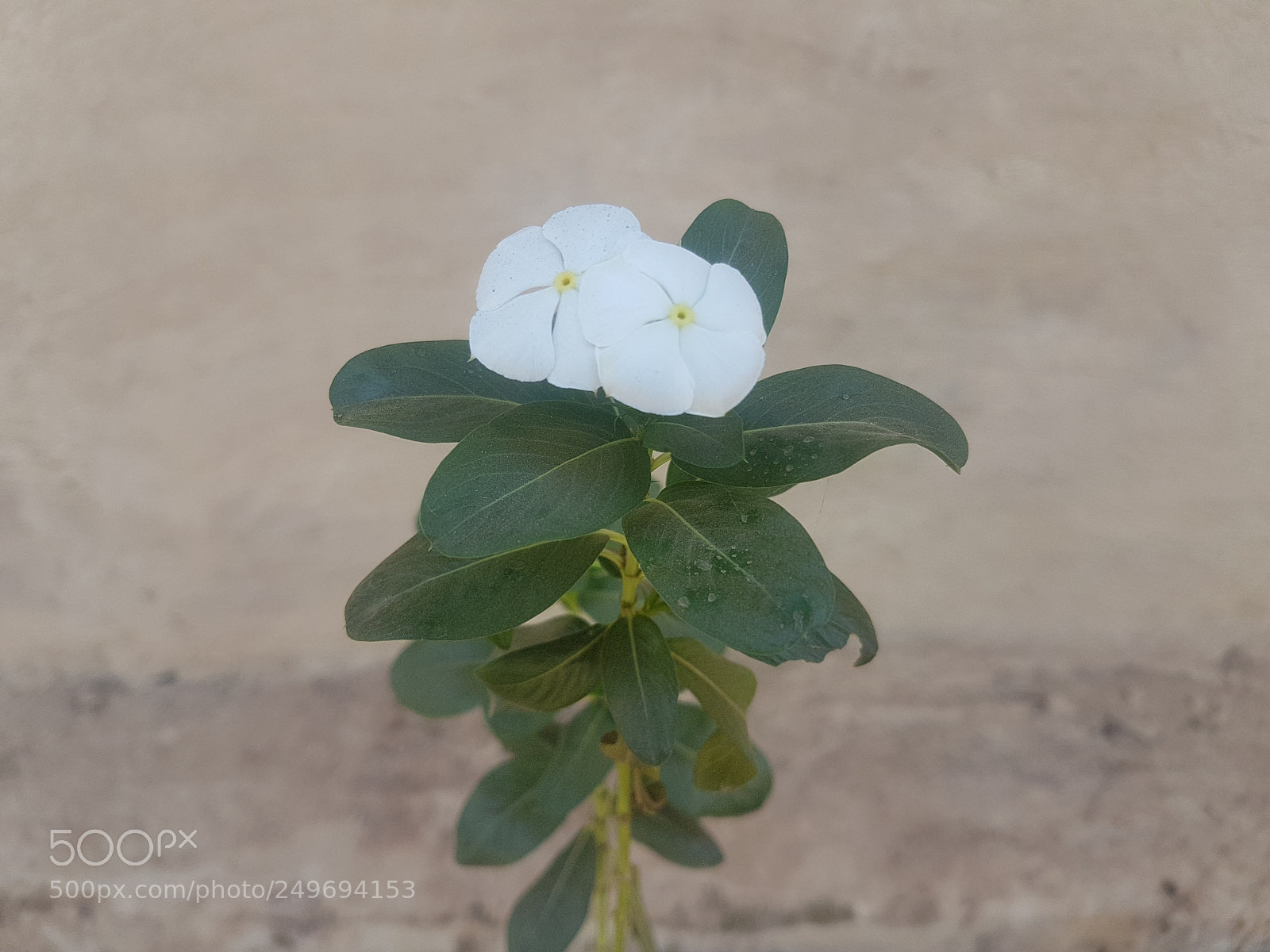 Samsung Galaxy S7 Edge sample photo. White flower photography