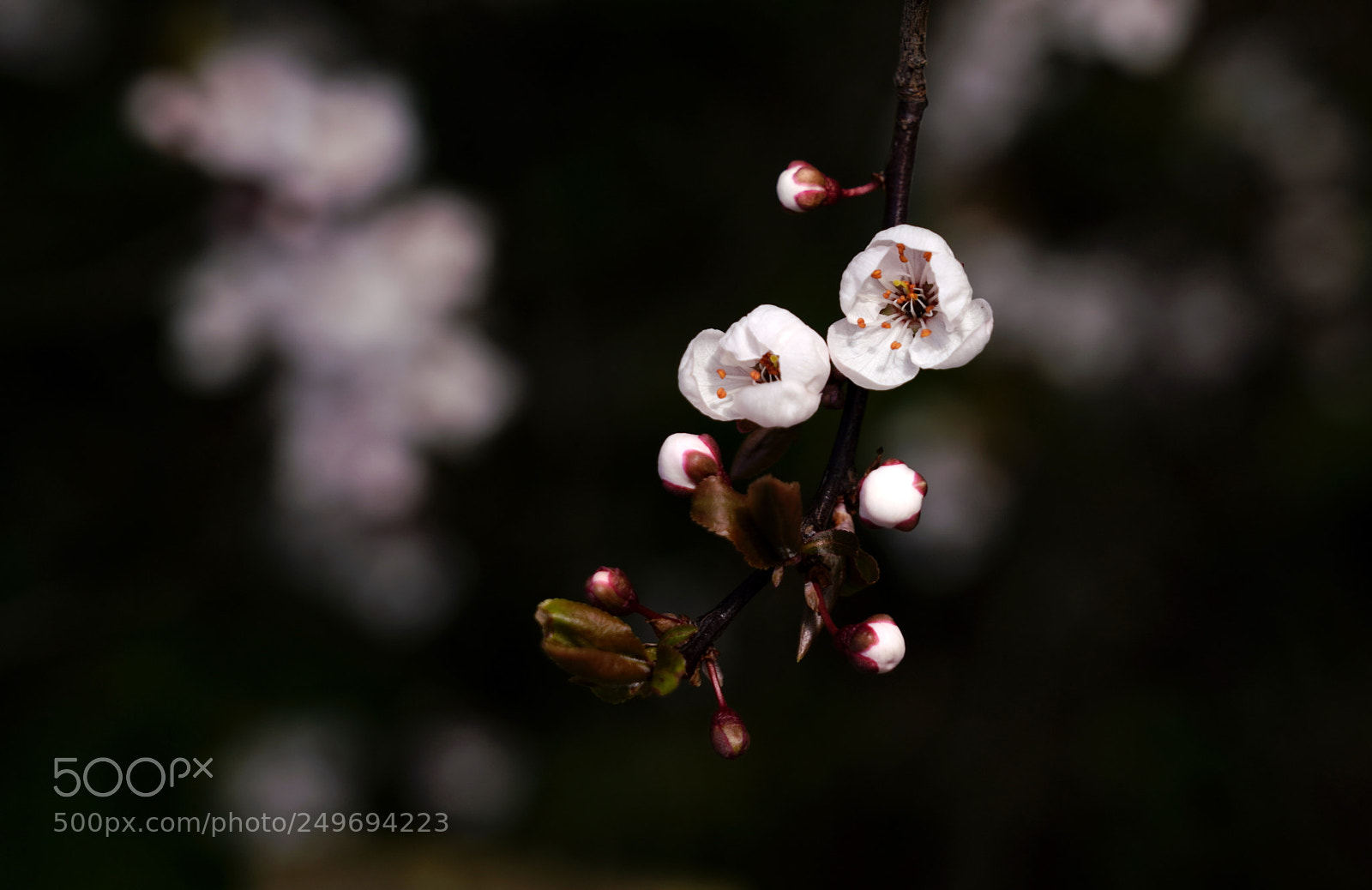 Sony a7R III sample photo. Spring, eventually photography