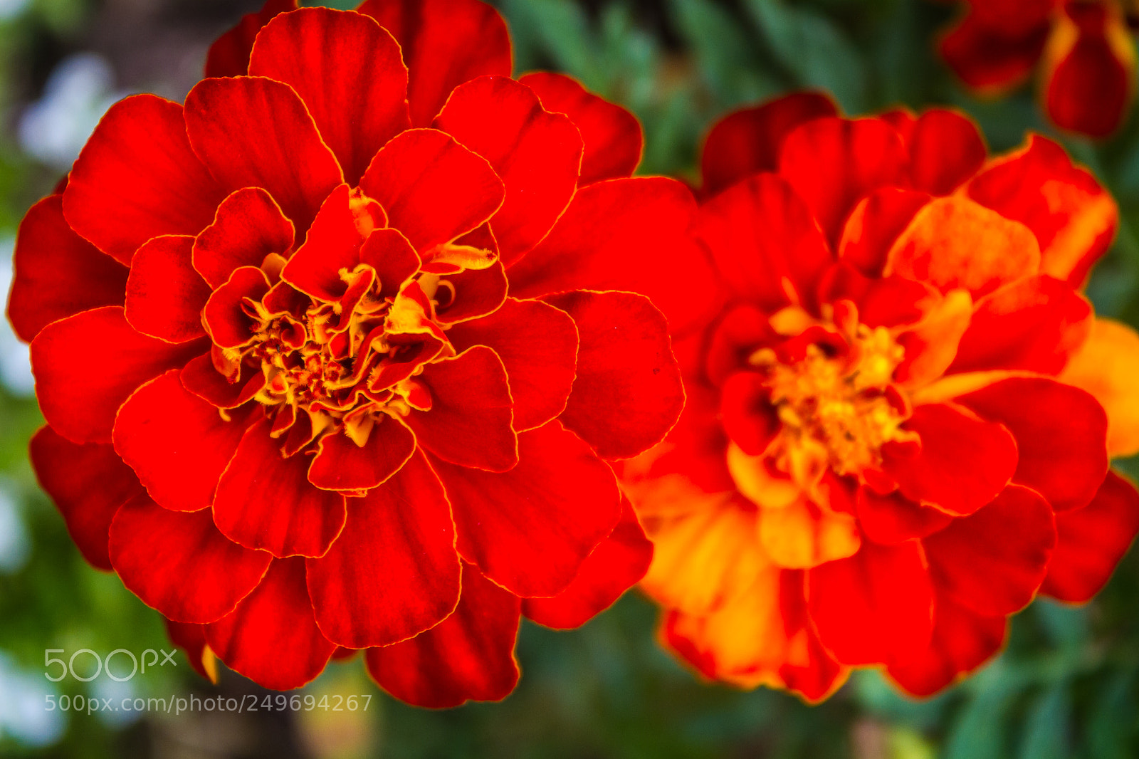 Canon EOS 7D sample photo. Red marigolds photography