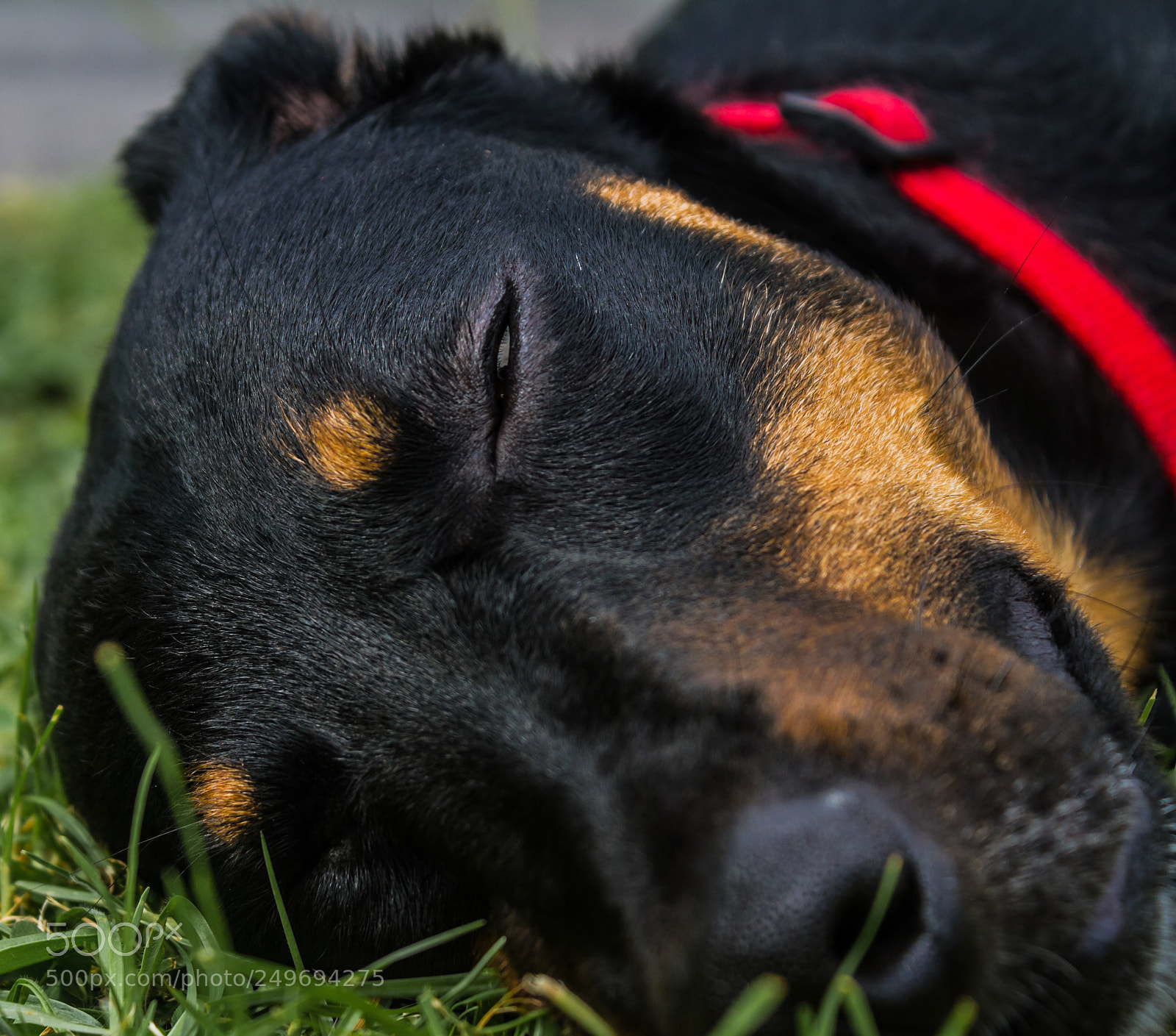 Canon EOS 7D sample photo. Sleeping dog photography