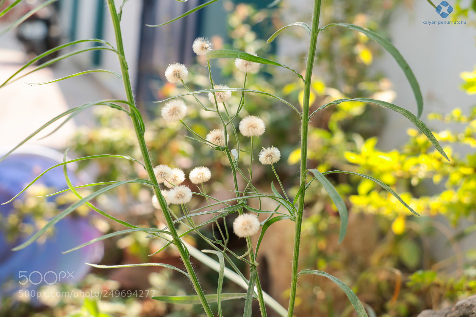 Canon EOS 760D (EOS Rebel T6s / EOS 8000D) sample photo. Flower photography