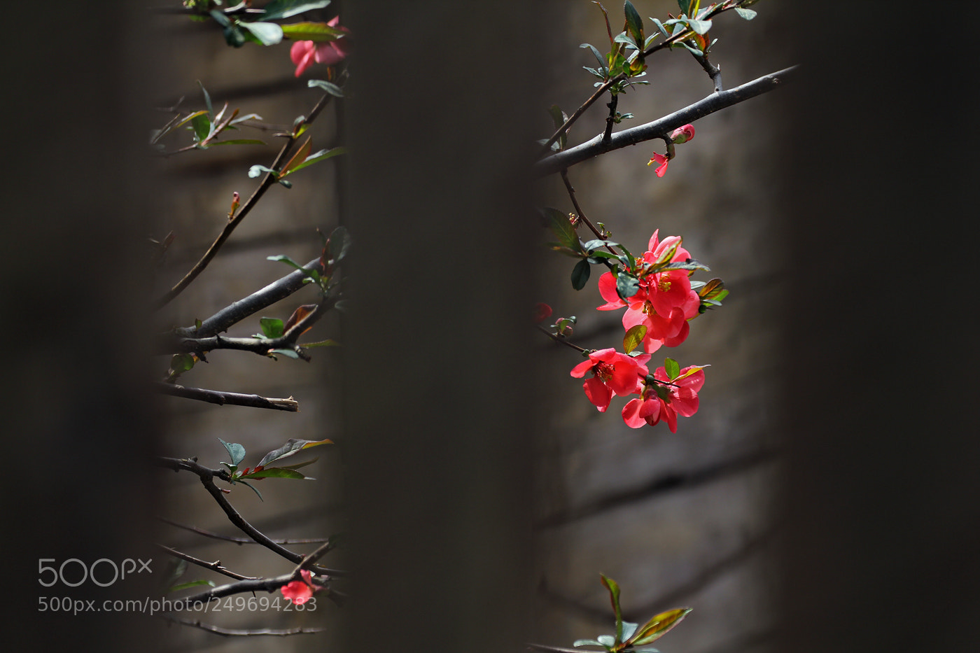 Canon EOS 60D sample photo. Spring fencing photography