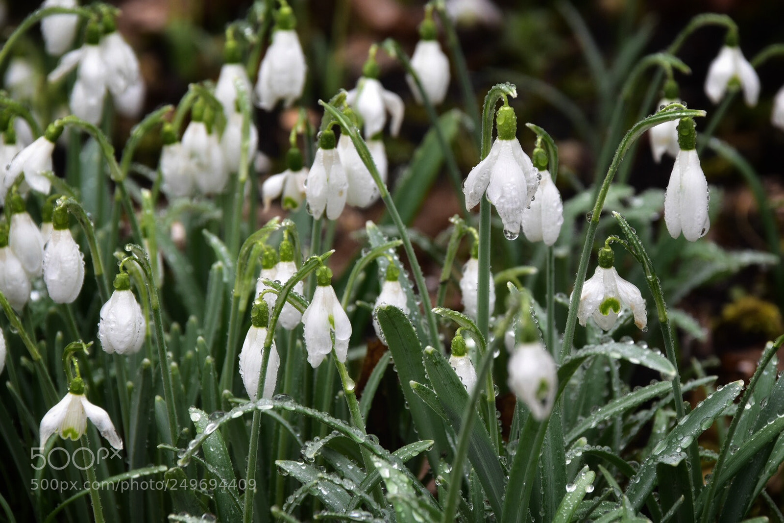 Nikon D5500 sample photo. Spring❤️ photography