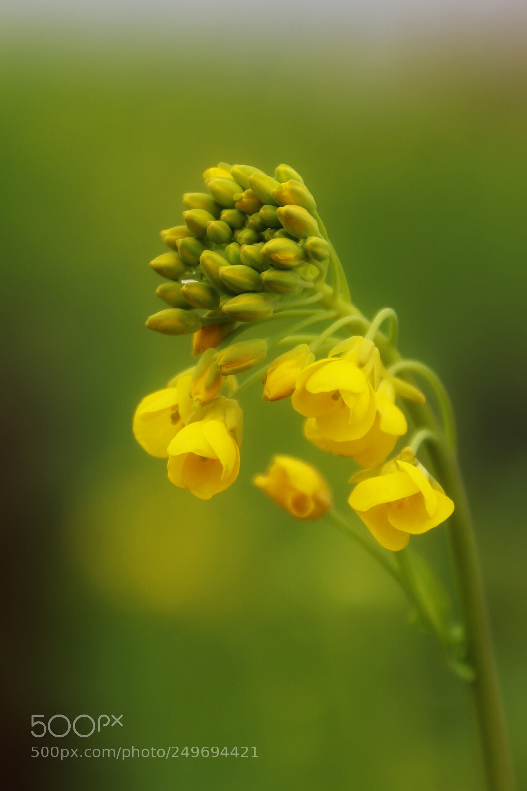 Canon EOS 80D sample photo. 油菜花 photography