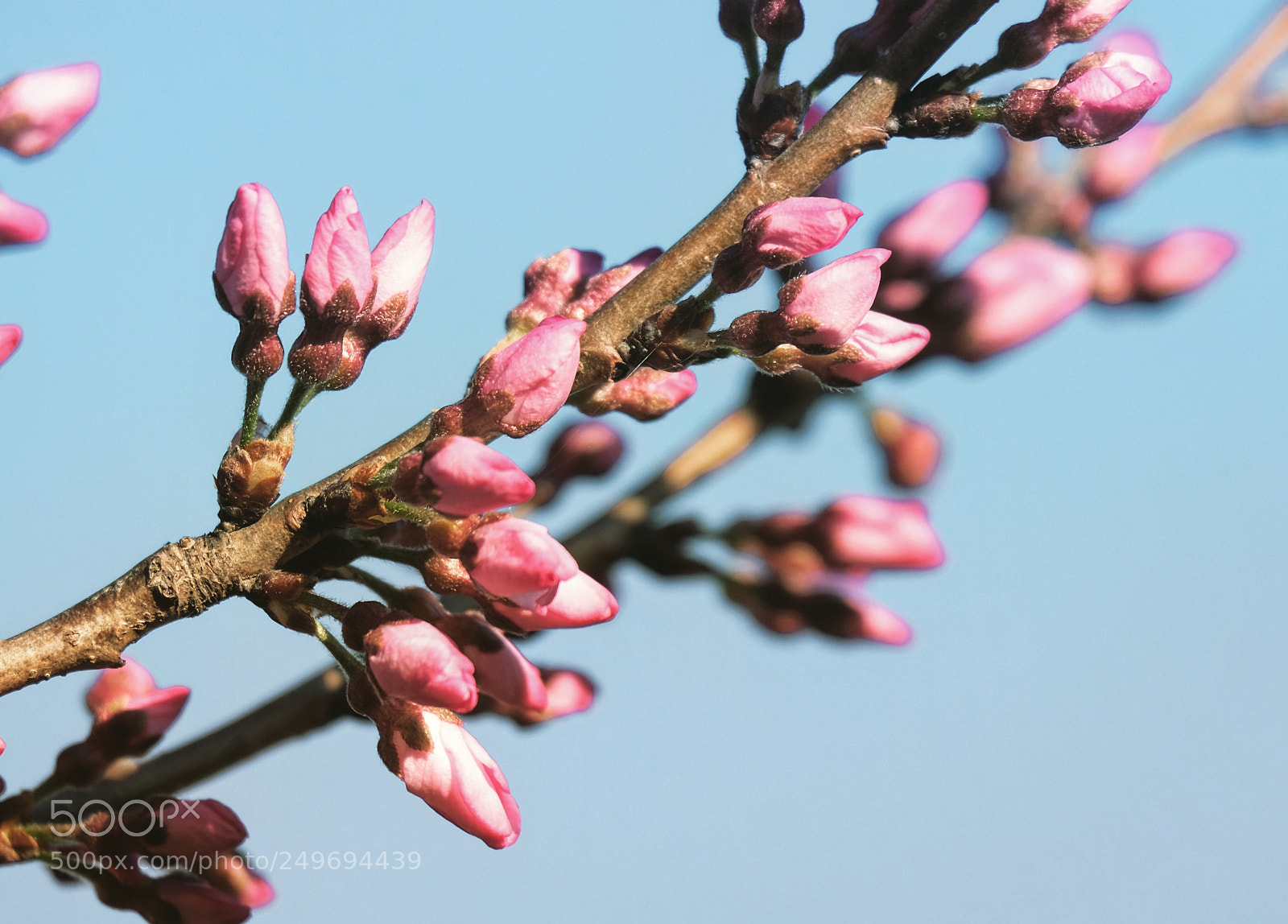 Fujifilm X-Pro2 sample photo. Sakura photography