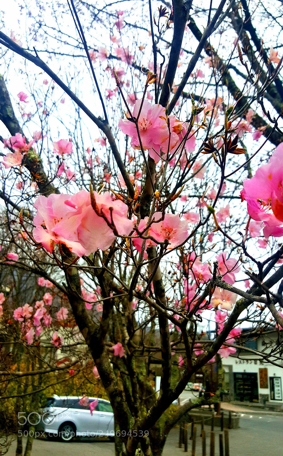 Samsung GALAXY S6 edge sample photo. Sakura blossoms photography