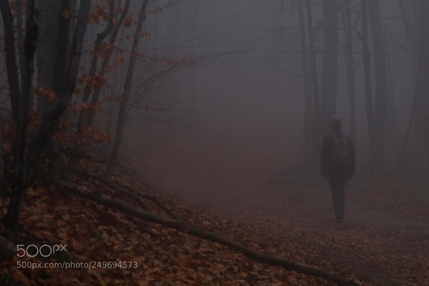 Canon EOS 80D sample photo. November forest photography