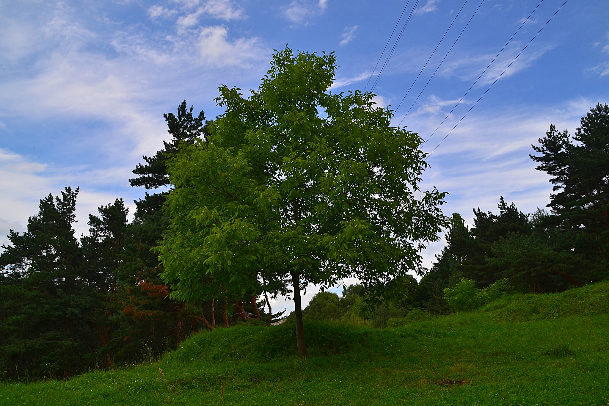 Nikon D3100 sample photo. Walnut and wires photography