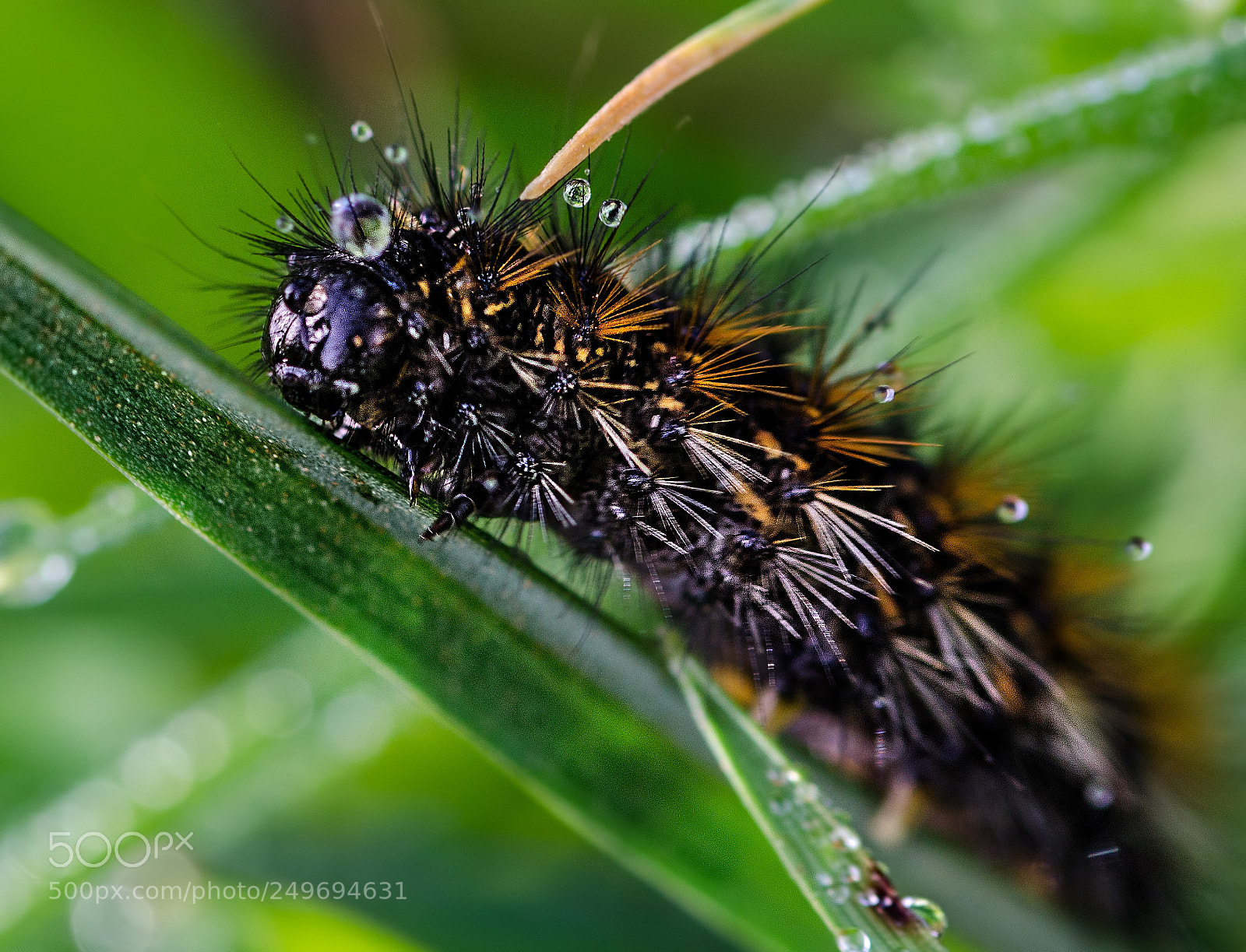 Nikon D7000 sample photo. Worm turkey photography