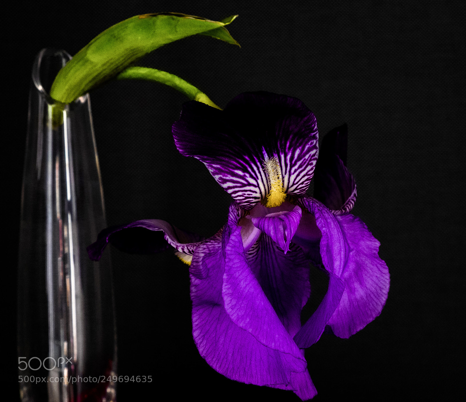 Fujifilm X-T1 sample photo. Lily in jar photography