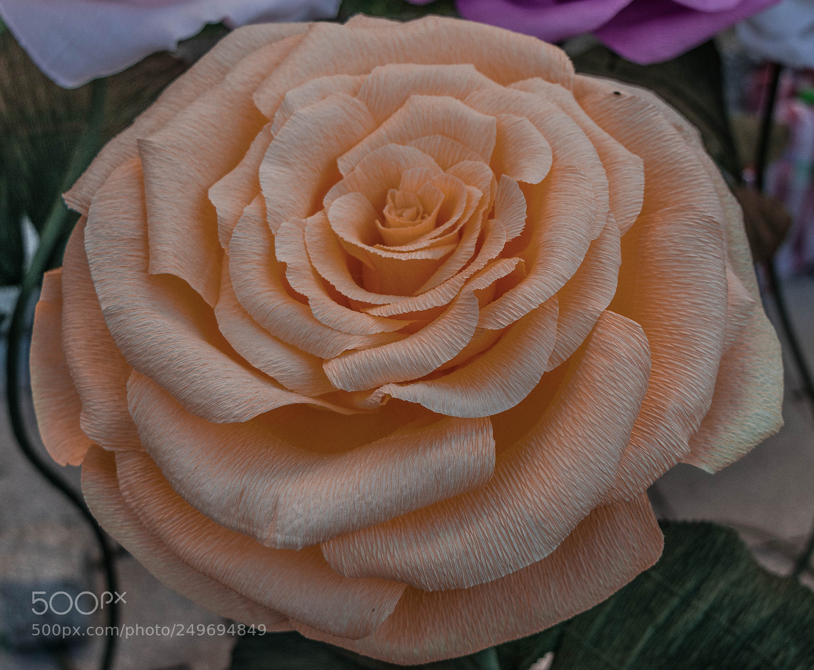 Canon EOS 200D (EOS Rebel SL2 / EOS Kiss X9) sample photo. Rose photography