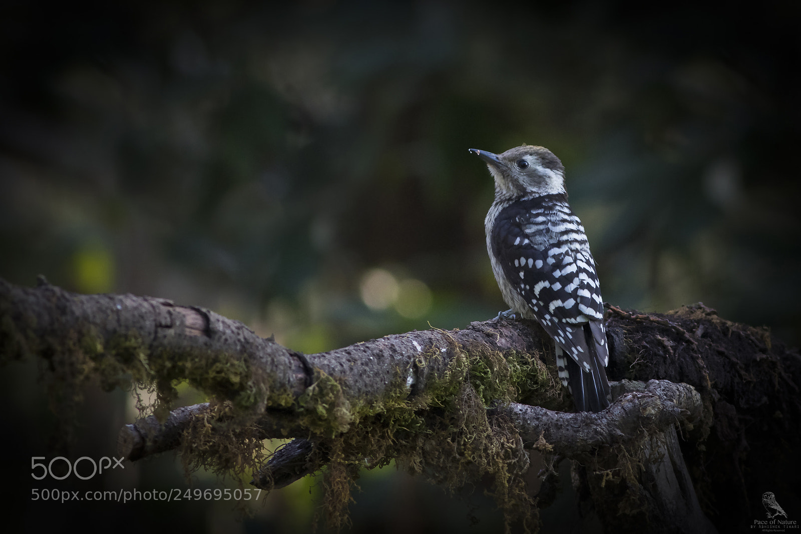 Canon EOS 7D Mark II sample photo. Brown-fronted woodpecker photography