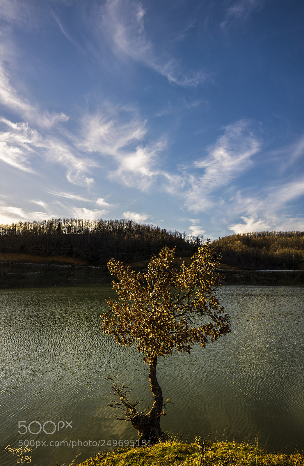 Sony Alpha a3000 sample photo. ..tree.. photography