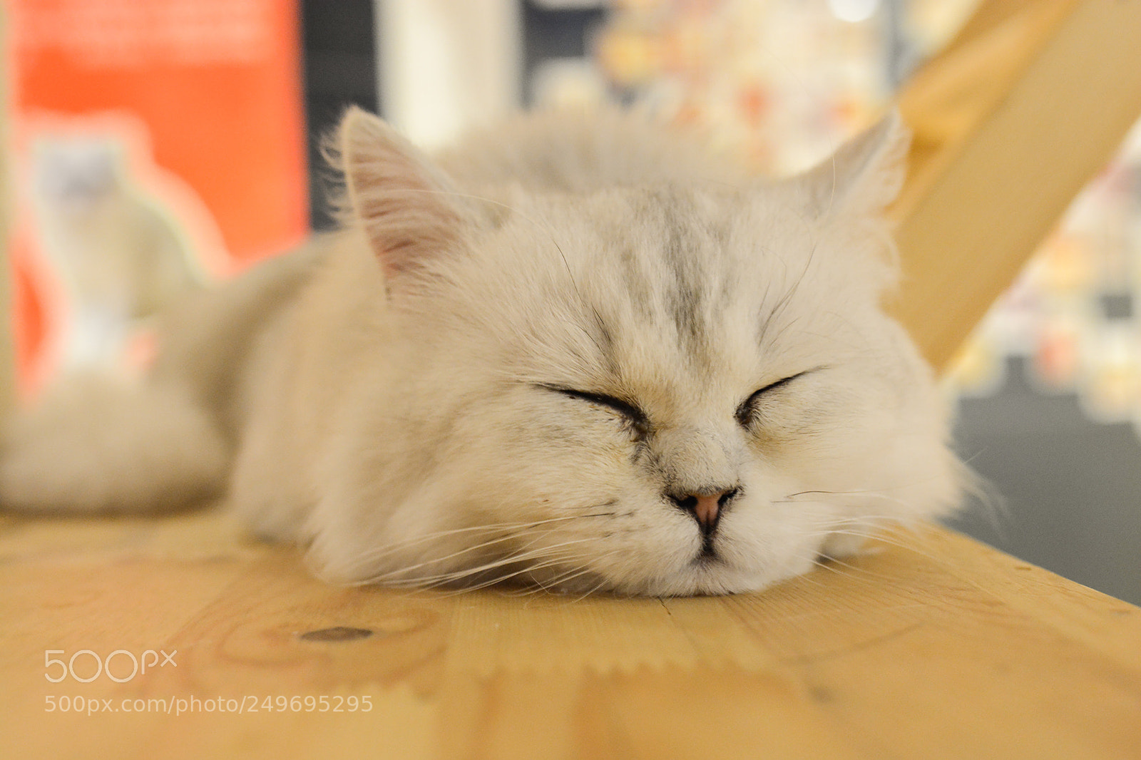 Nikon D7100 sample photo. Cat photography