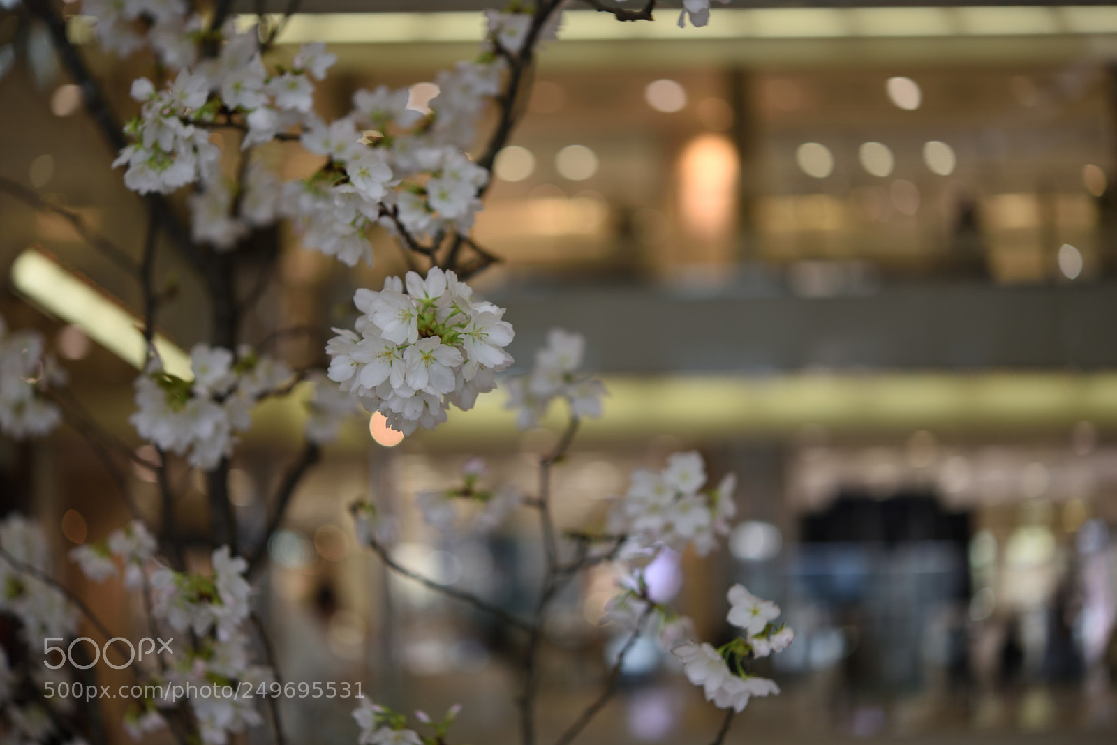 Nikon AF-S Micro-Nikkor 60mm F2.8G ED sample photo. デパートの桜 金沢香林坊 photography