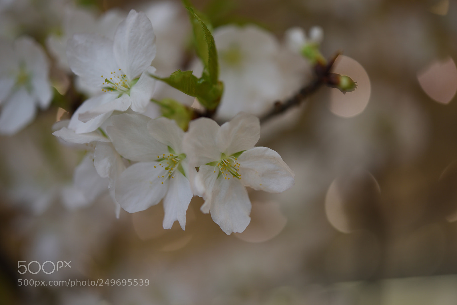 Nikon AF-S Micro-Nikkor 60mm F2.8G ED sample photo. デパートの桜 金沢香林坊 (2) photography