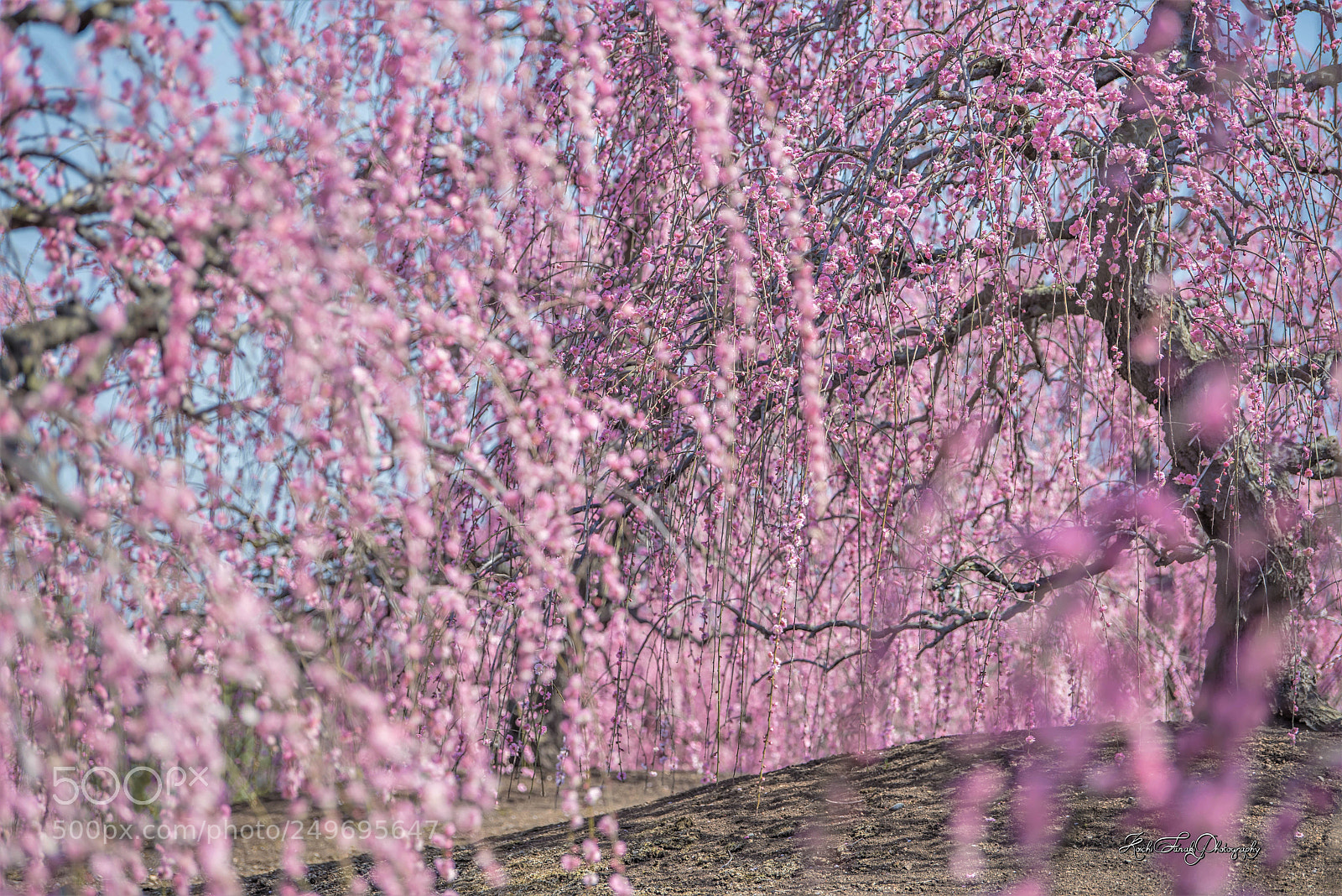 Nikon D810 sample photo. Full bloom photography
