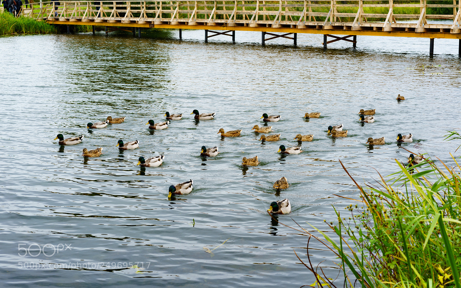 Sony a7R II sample photo. Suzdal 26 (ducks). photography