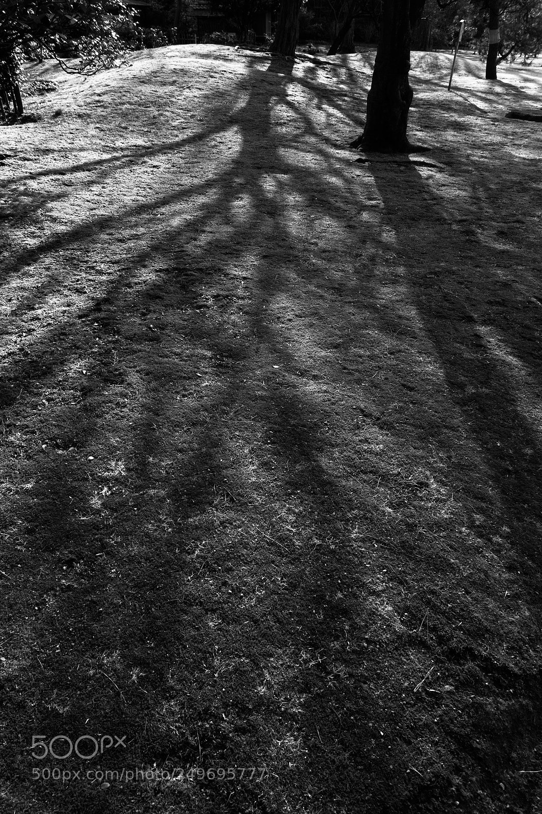 Sony Cyber-shot DSC-RX100 III sample photo. Tree's shadow photography