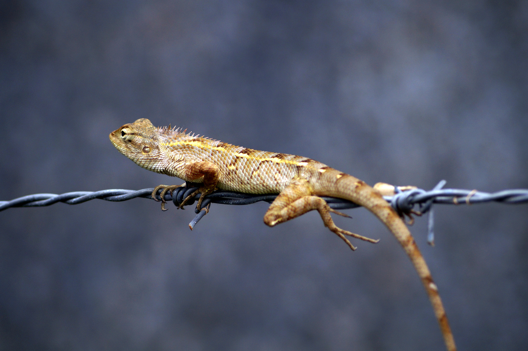 Sony DT 55-200mm F4-5.6 SAM sample photo. The sneaky chameleon photography