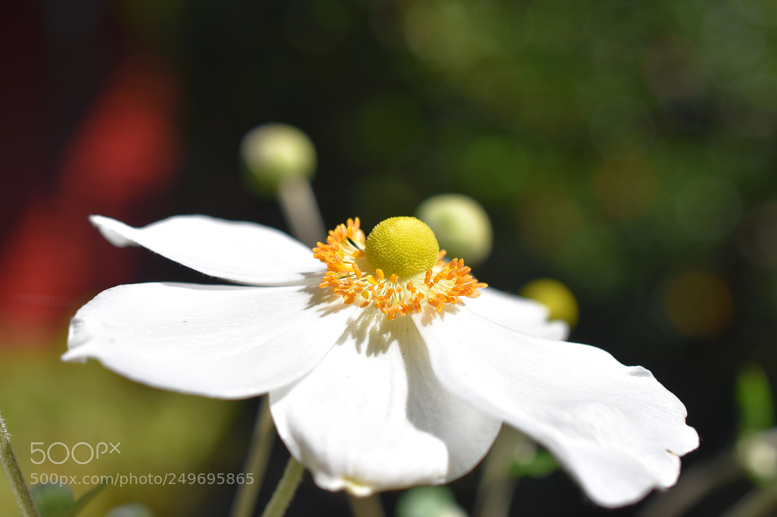 Nikon D3400 sample photo. Anemone exposè photography