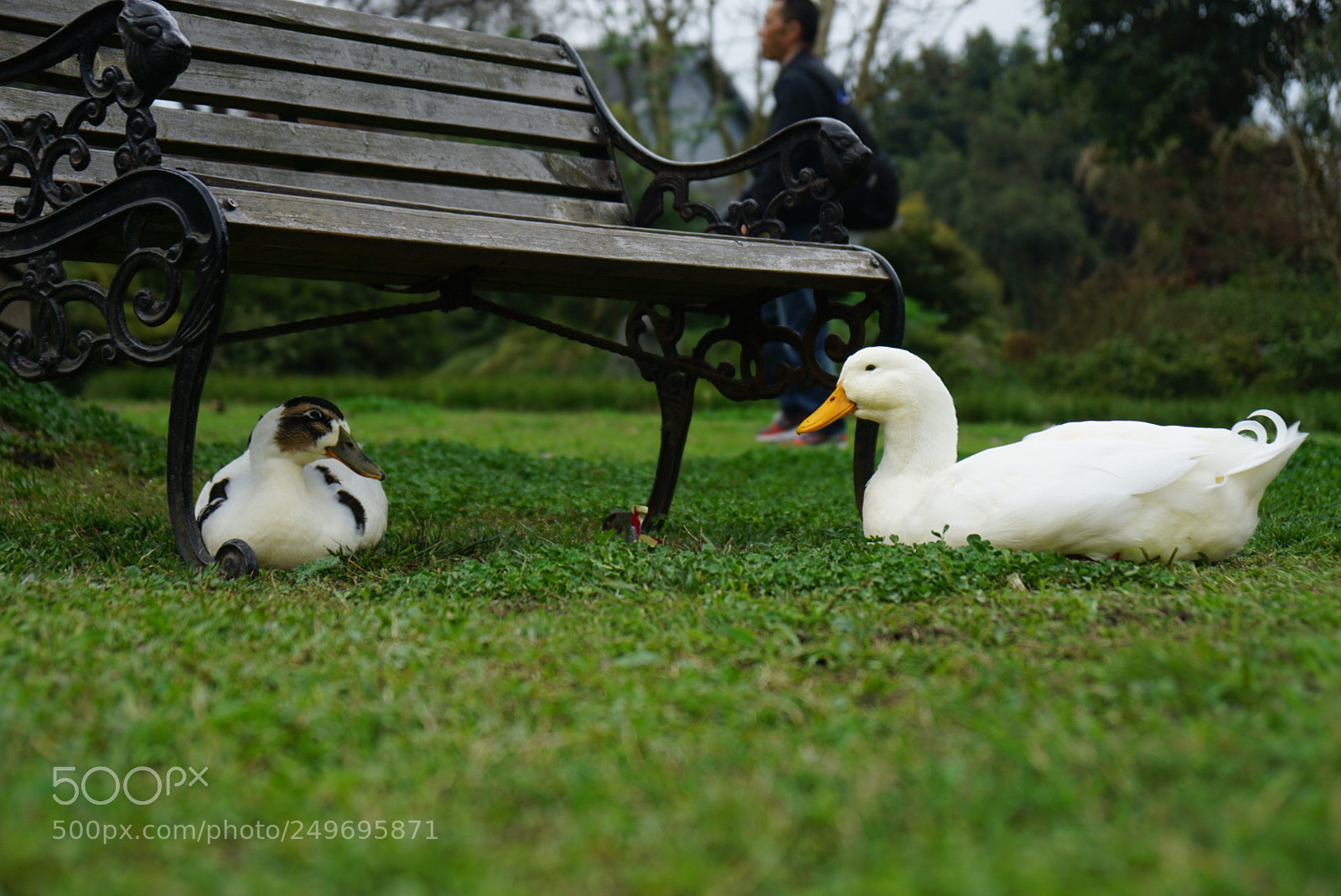 Sony a6000 sample photo. 爱的守候 photography
