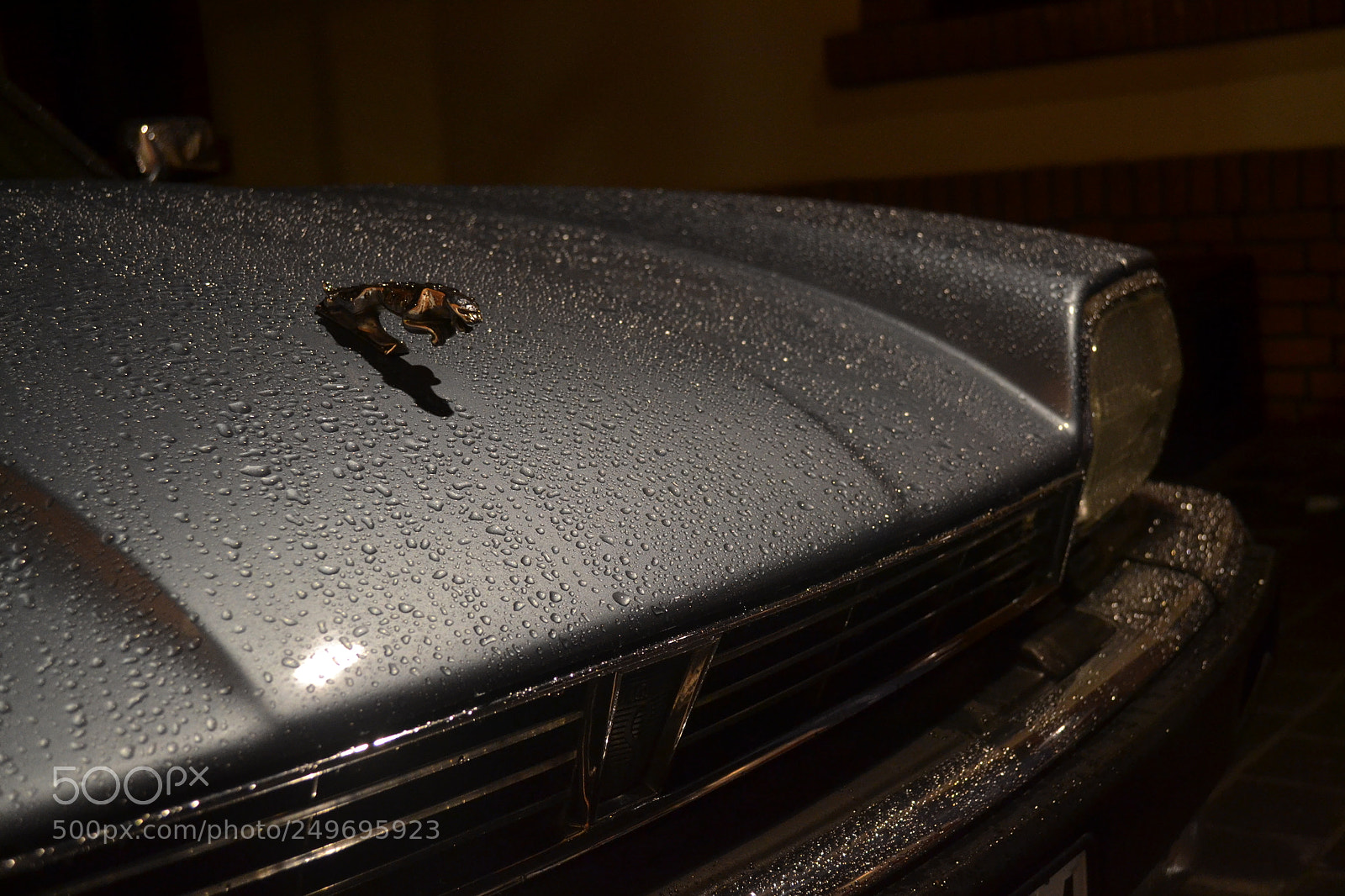 Nikon D3100 sample photo. Jaguar photography