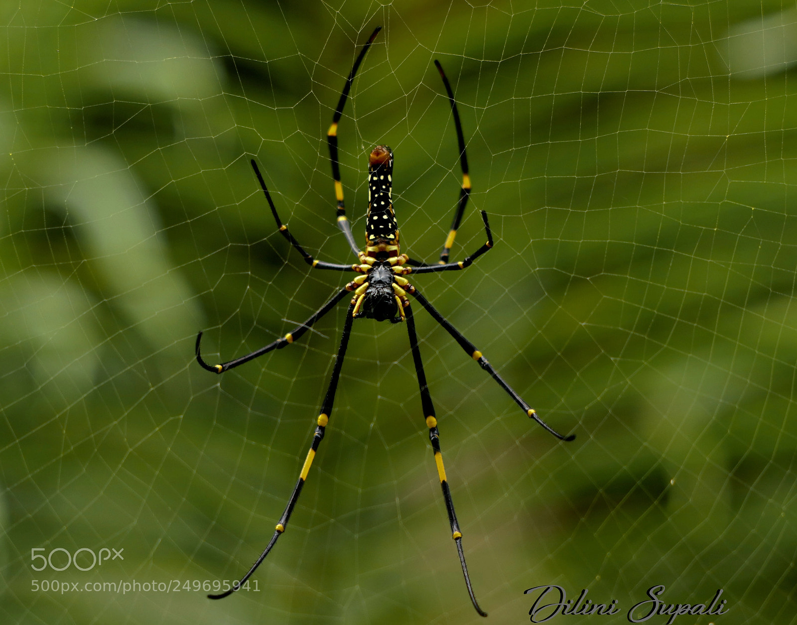 Canon EOS 80D sample photo. Golden orb-web spider photography