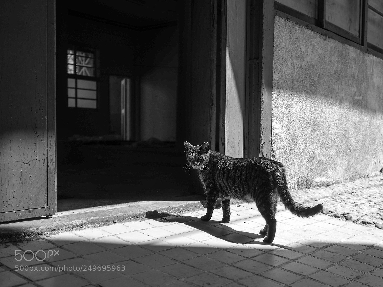 Olympus PEN-F sample photo. A street cat photography