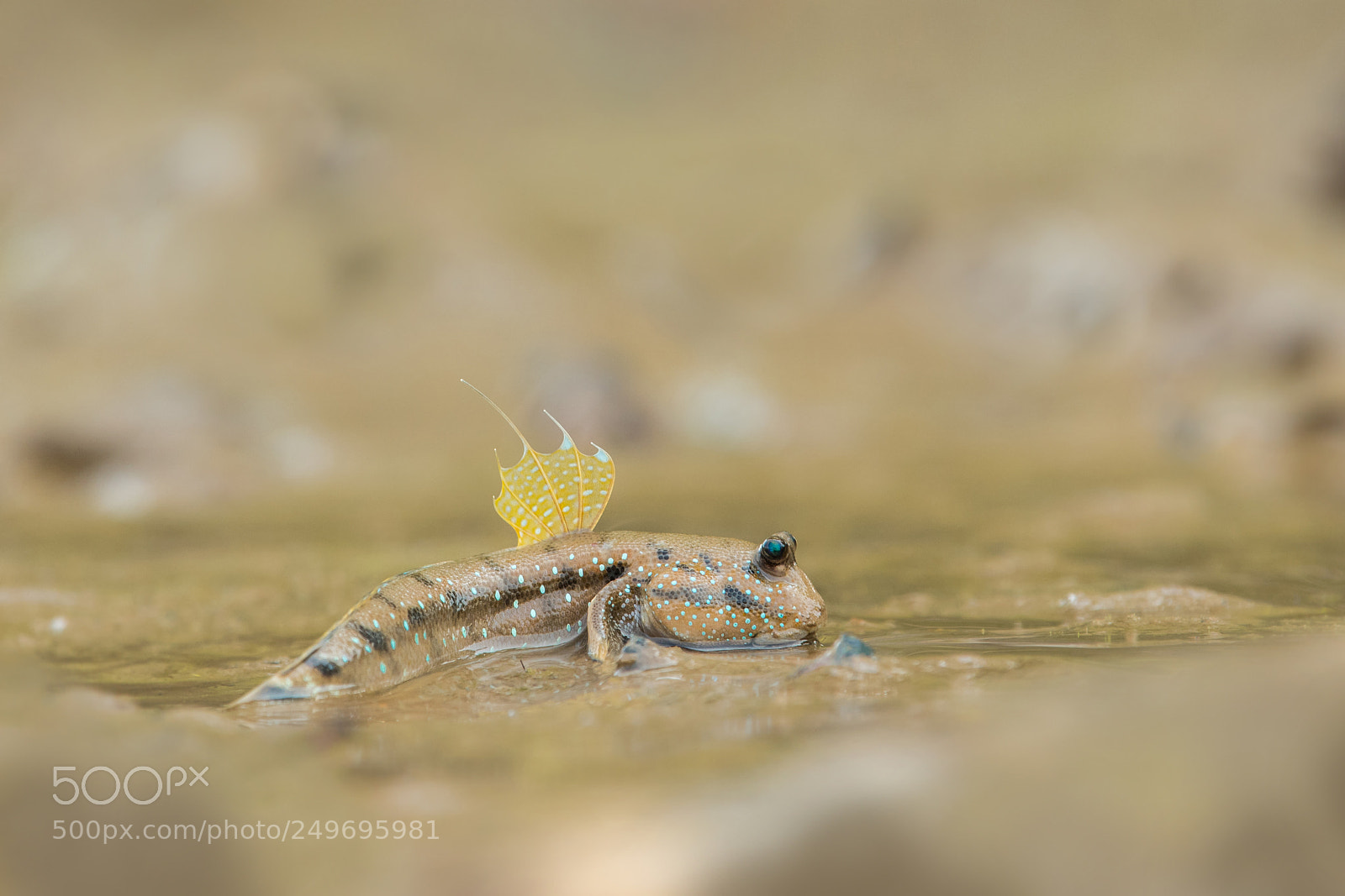 Nikon D500 sample photo. Mudskipper ii. photography