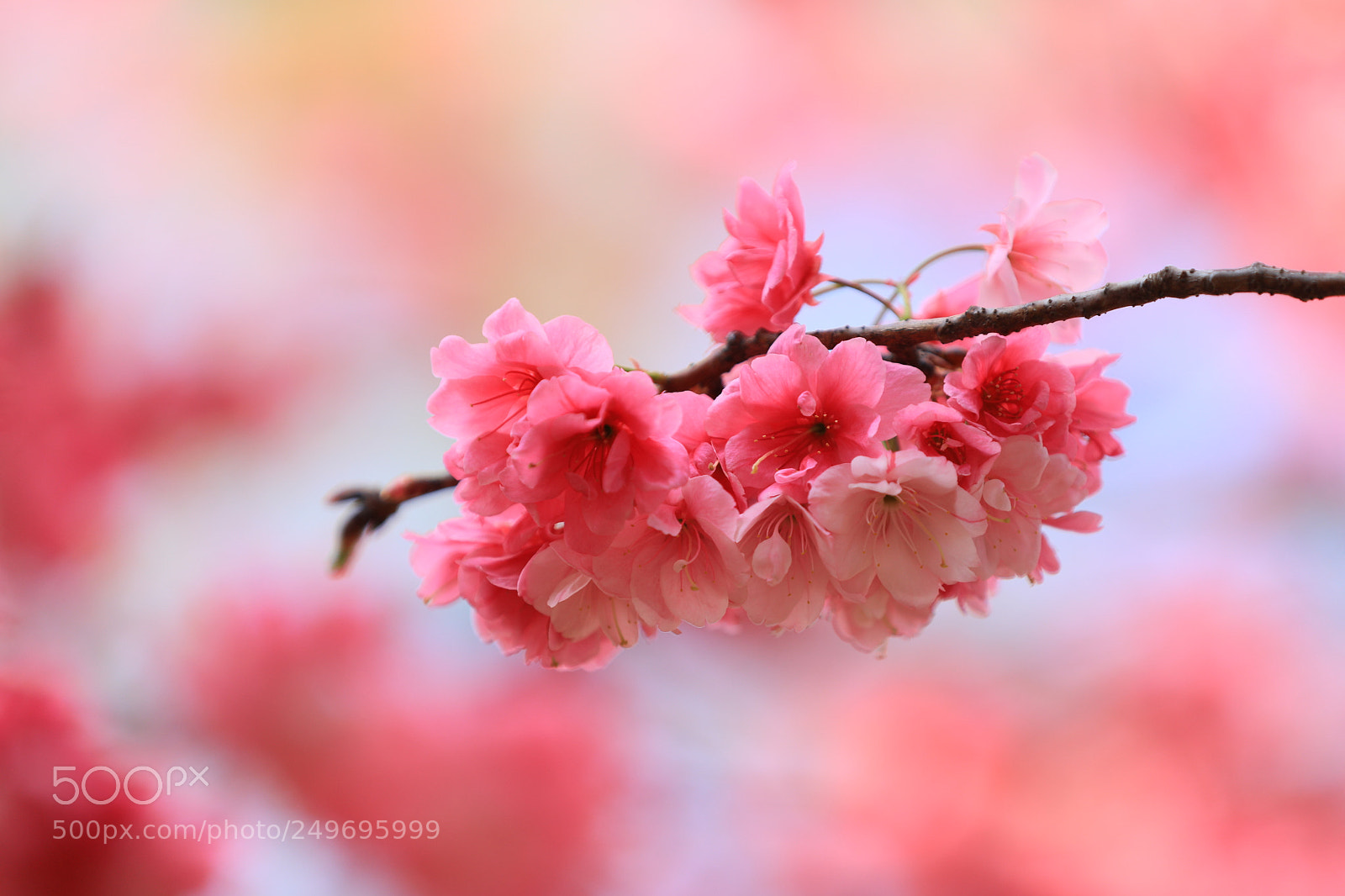 Canon EOS 5D Mark IV sample photo. 小脸绯红 photography