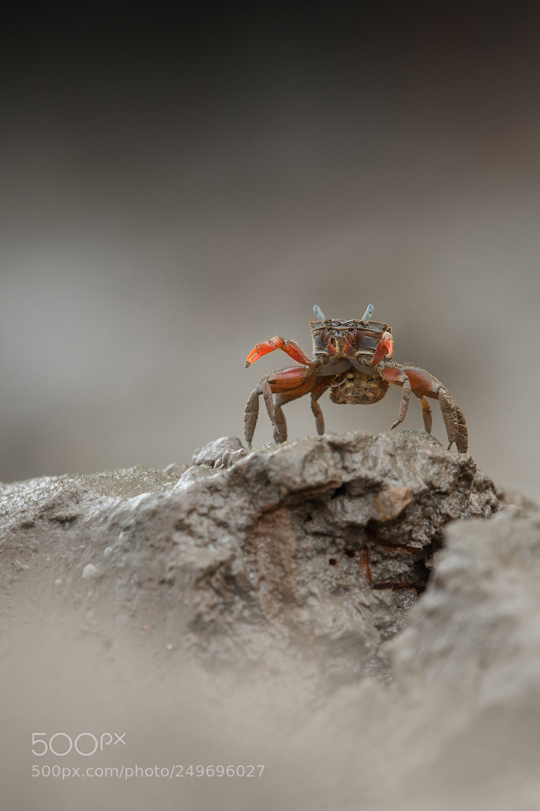 Nikon D500 sample photo. Red crab photography