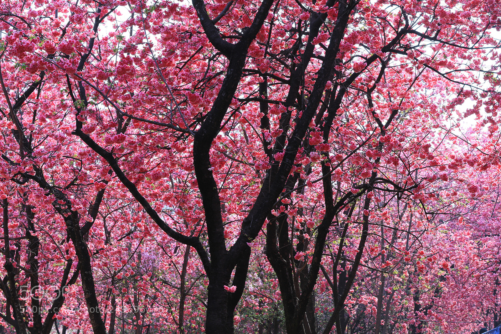 Canon EOS 5D Mark IV sample photo. 浪漫樱花 photography