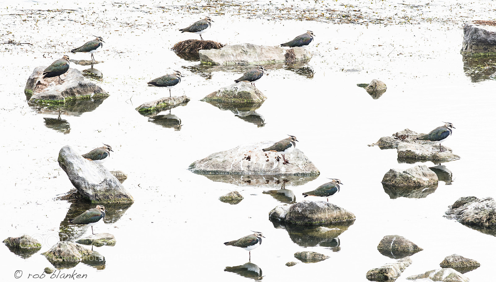 Nikon D500 sample photo. Lapwings photography