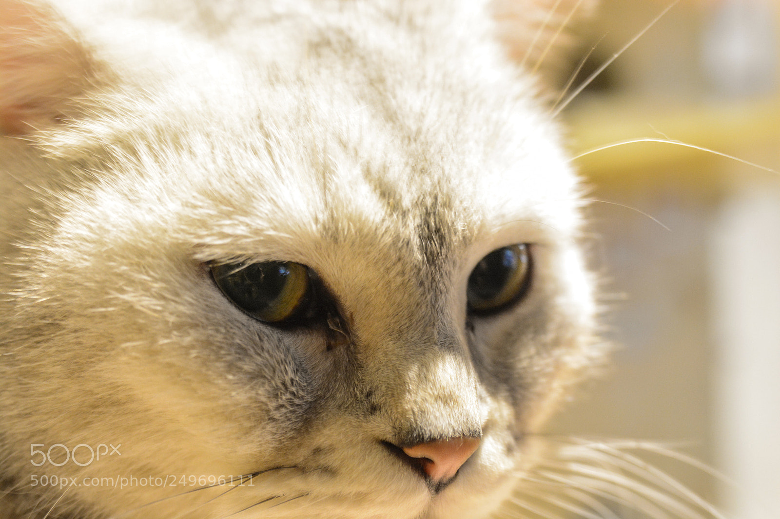 Nikon D7100 sample photo. Cold cat photography