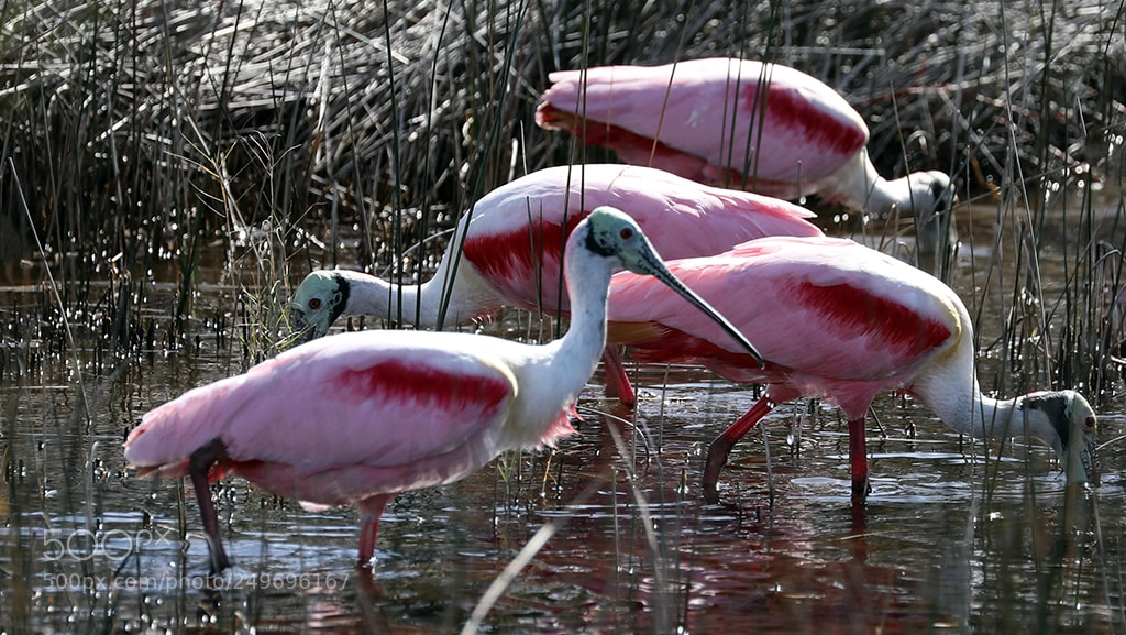 Canon EOS 5D Mark IV sample photo. Roseatespoonbills photography