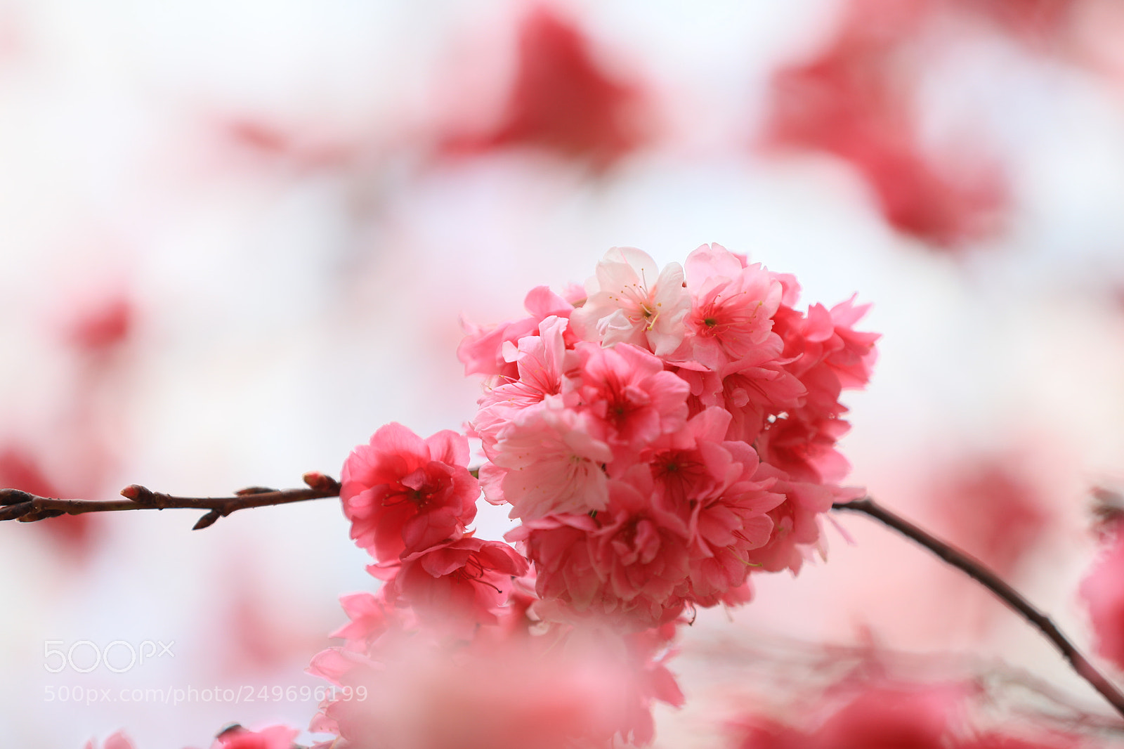 Canon EOS 5D Mark IV sample photo. 粉色爱恋 photography