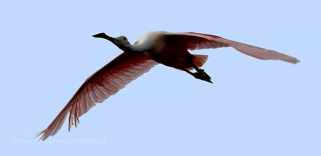 Canon EOS 5D Mark IV sample photo. Spoonbill flyby photography
