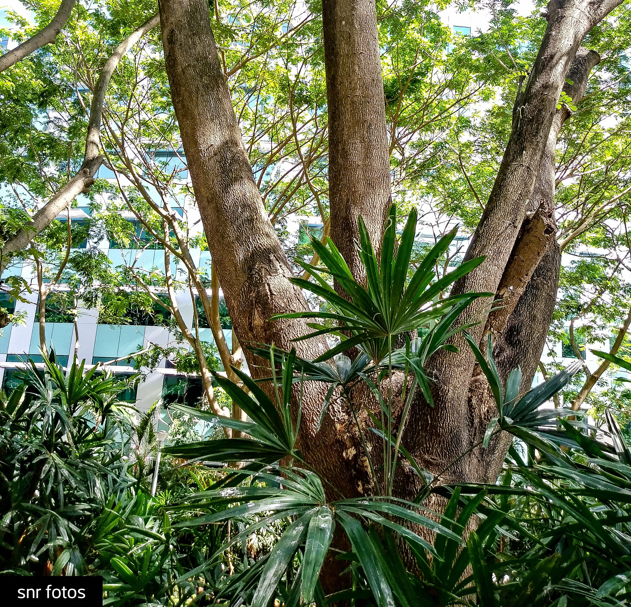 LG Q6 sample photo. Tree trident photography