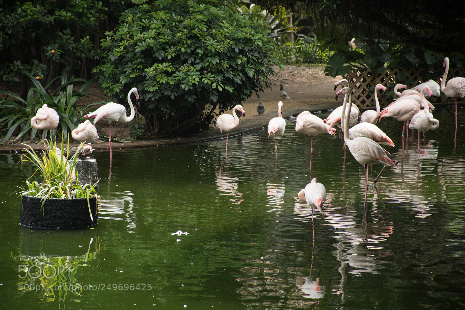 Nikon D7500 sample photo. Flamingos kowloon park photography