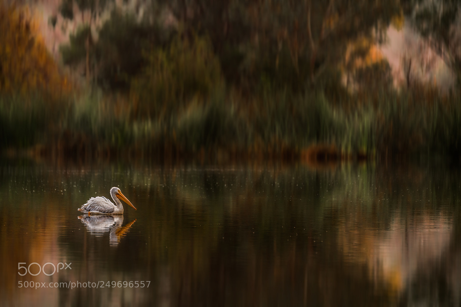 Nikon D5 sample photo. Pelican in solitude photography